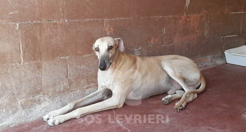 Titon Galgo