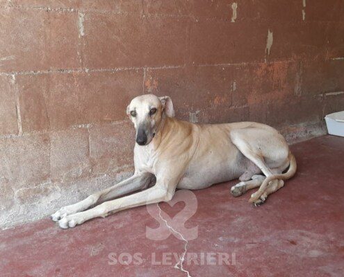 Titon Galgo