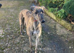 Tony 2 Greyhound