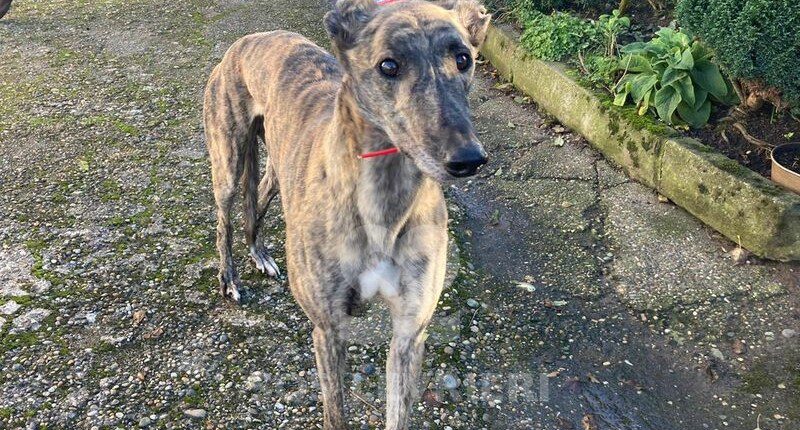 Tony 2 Greyhound