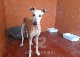 Tosca Galgo