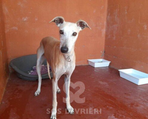 Tosca Galgo