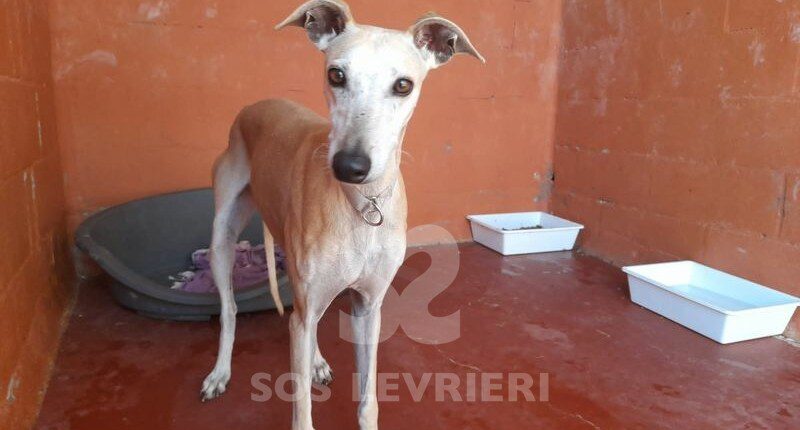 Tosca Galgo