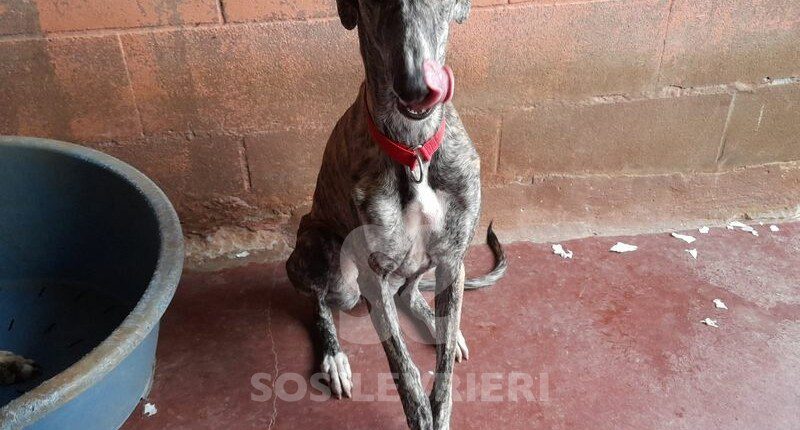 Willa Galgo