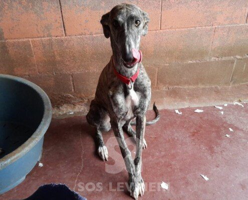 Willa Galgo