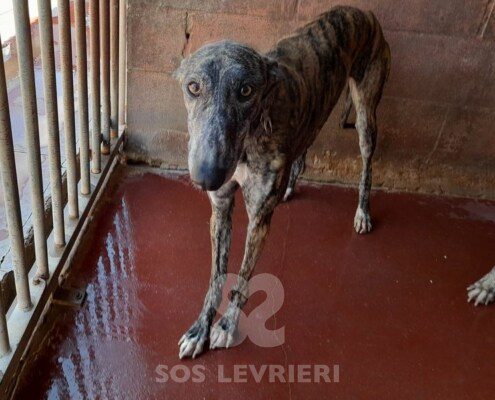 Willa Galgo