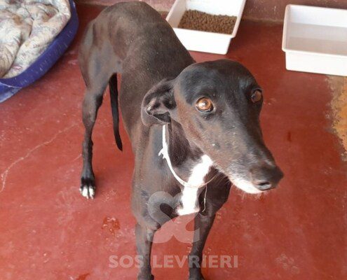 Arkana Galgo