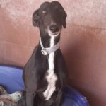 Arkana Galgo