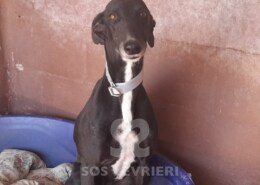 Arkana Galgo