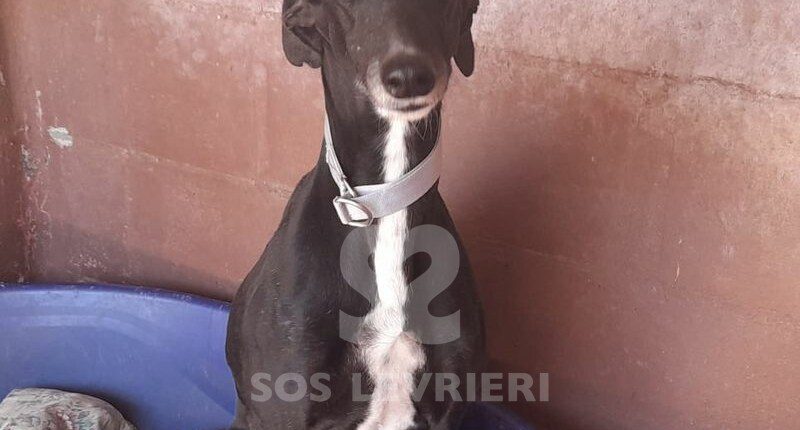 Arkana Galgo