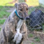 Armani 2 Greyhound