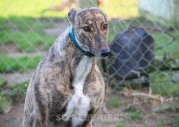 Armani 2 Greyhound