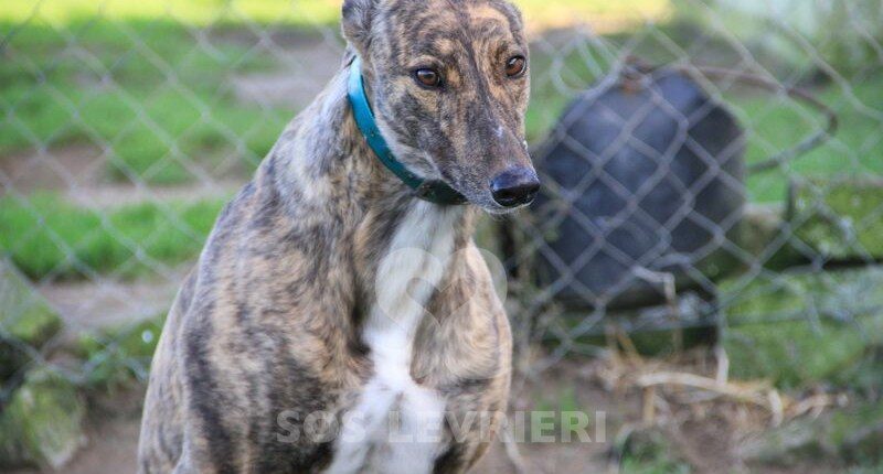 Armani 2 Greyhound