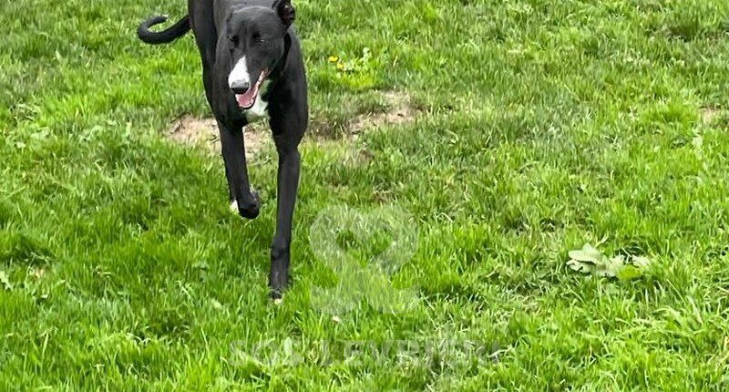 Coco 5 Greyhound