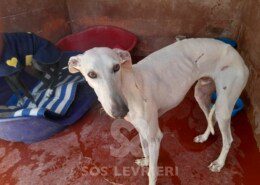 Lirio Galgo