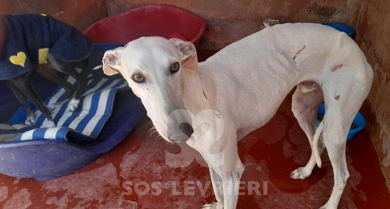 Lirio Galgo