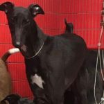 Lumiere Greyhound
