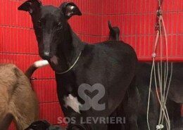 Lumiere Greyhound