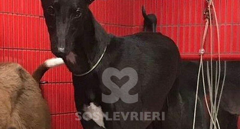Lumiere Greyhound