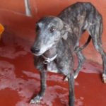 Melisa Galgo