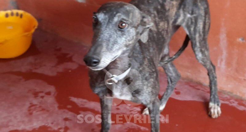 Melisa Galgo