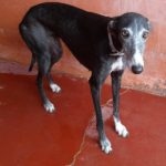 Morticia Galgo