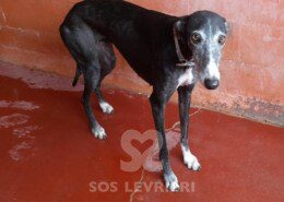 Morticia Galgo