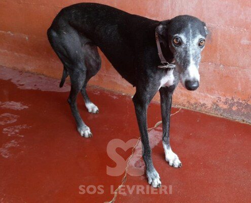 Morticia Galgo