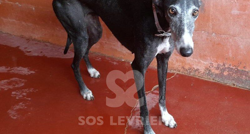 Morticia Galgo