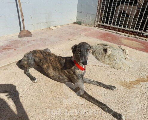 Naira Galgo
