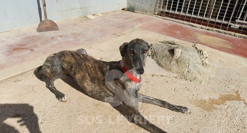 Naira Galgo