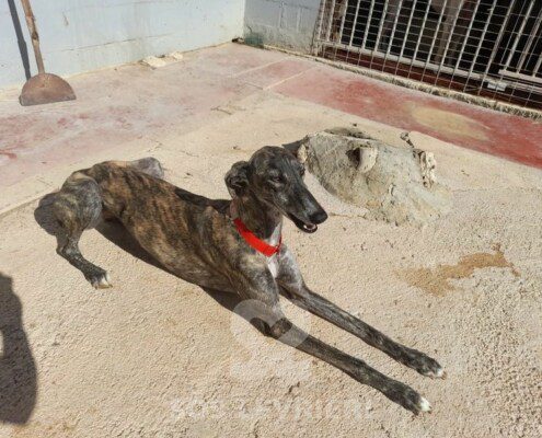 Naira Galgo