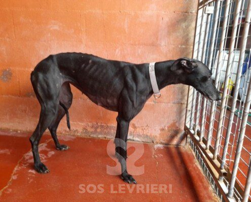 Nyx Galgo
