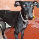 Nyx Galgo