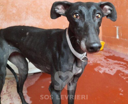 Nyx Galgo