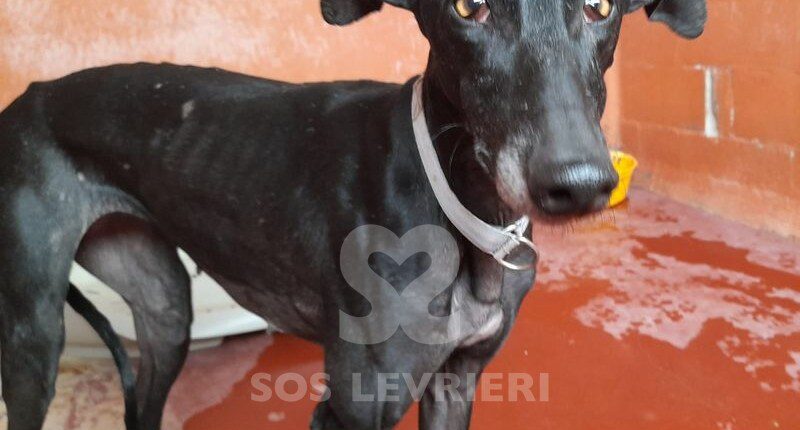 Nyx Galgo