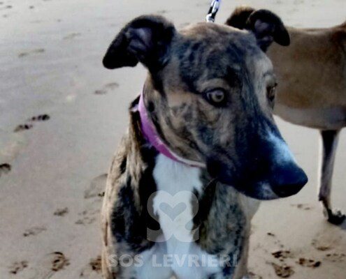 Porter Greyhound