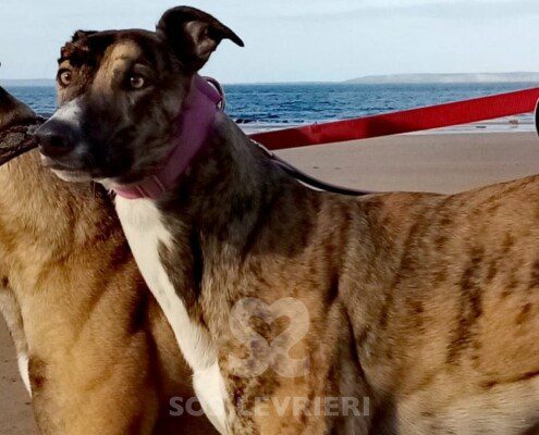 Porter Greyhound