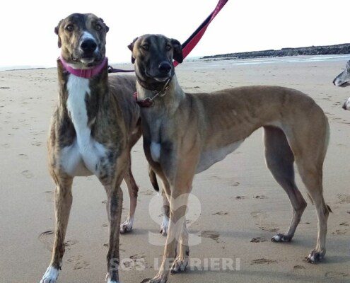 Porter Greyhound