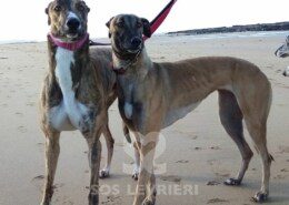 Porter Greyhound