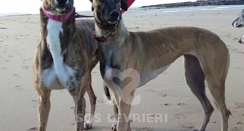 Porter Greyhound