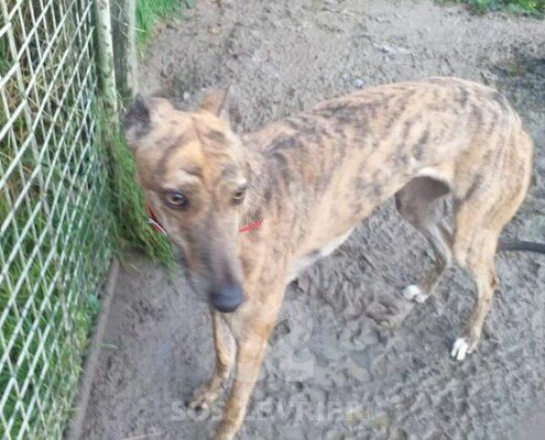 Roxy Greyhound