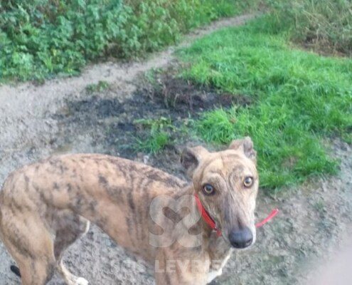 Roxy Greyhound