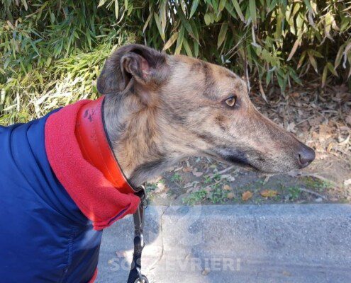 Roxy Greyhound