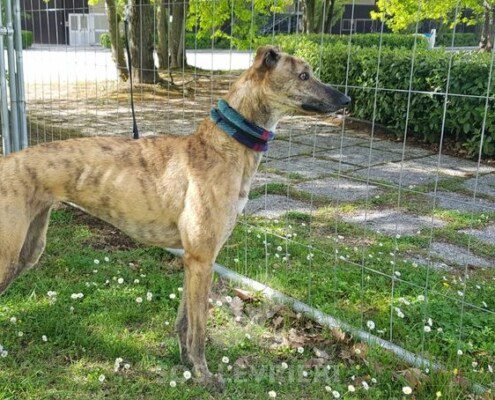 Roxy Greyhound