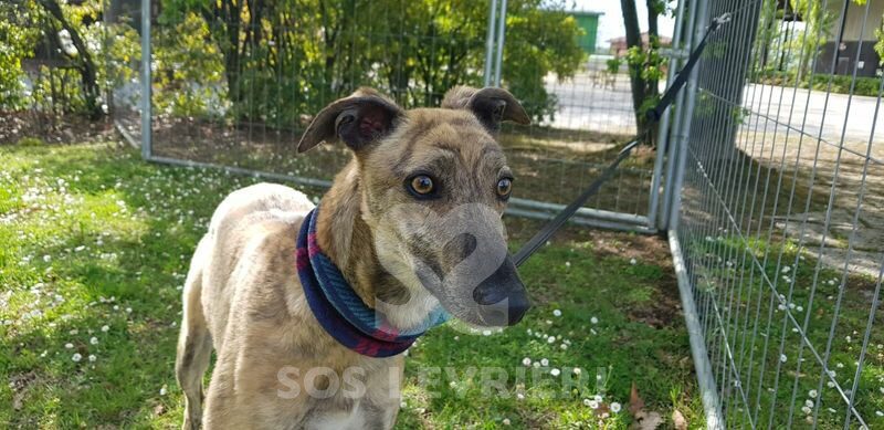 Roxy Greyhound
