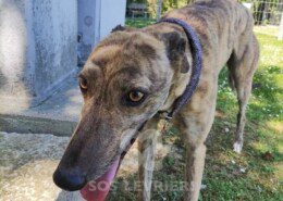 Roxy Greyhound
