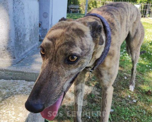 Roxy Greyhound