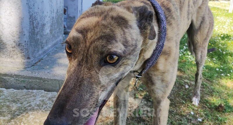 Roxy Greyhound