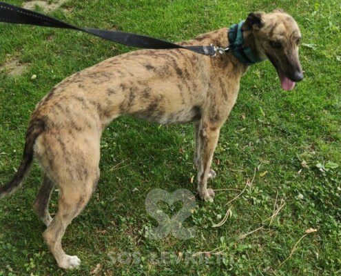 Roxy Greyhound